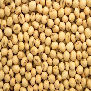 Soya Beans
